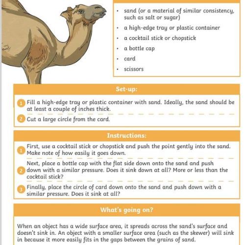 Investigating how camels feet help them to move across deserts