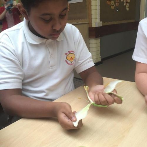 Dissecting and learning the parts of a flower