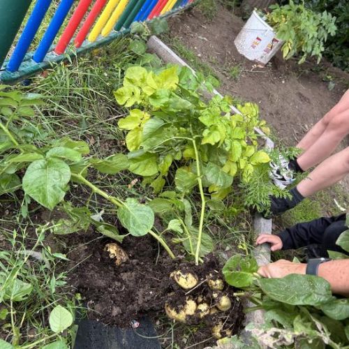 Gardening club- making chips